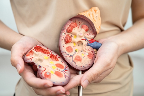 Creatinina alta: 7 señales de alerta que indican problemas en los riñones 2 Creatinina